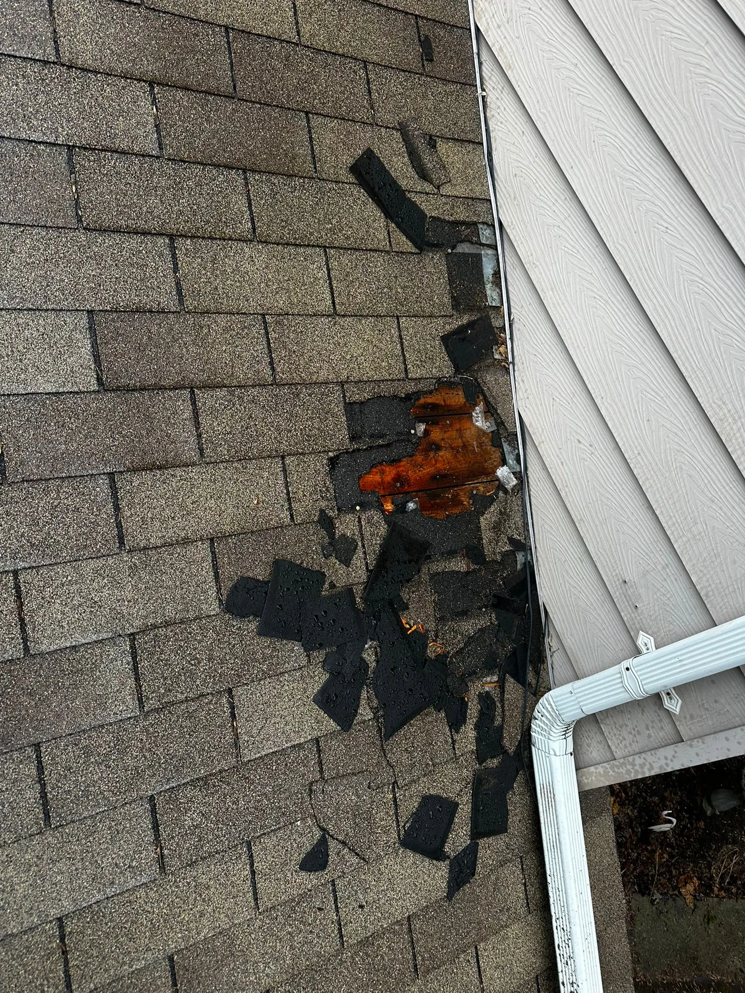 Roof Wildlife Removal in Etobicoke
