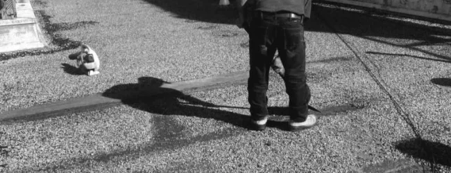 Residential Roof Repair in Pickering