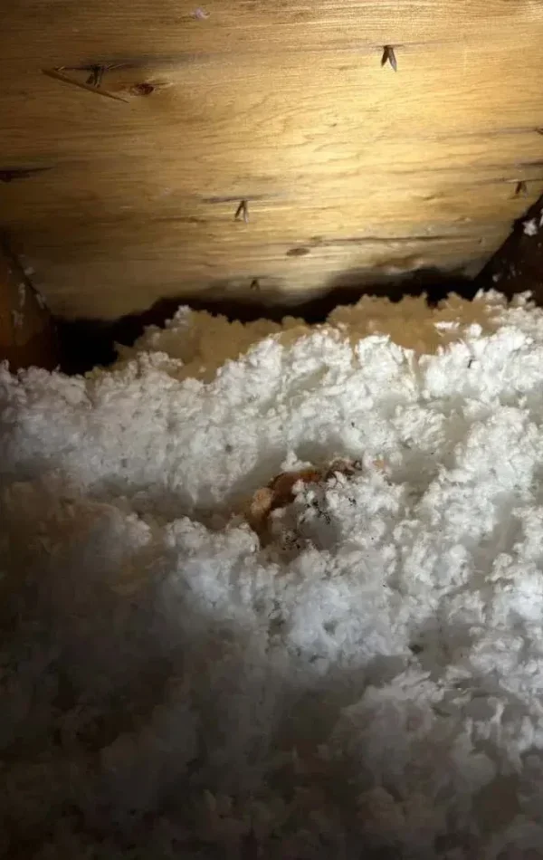 Efficient Attic Inspection in North York